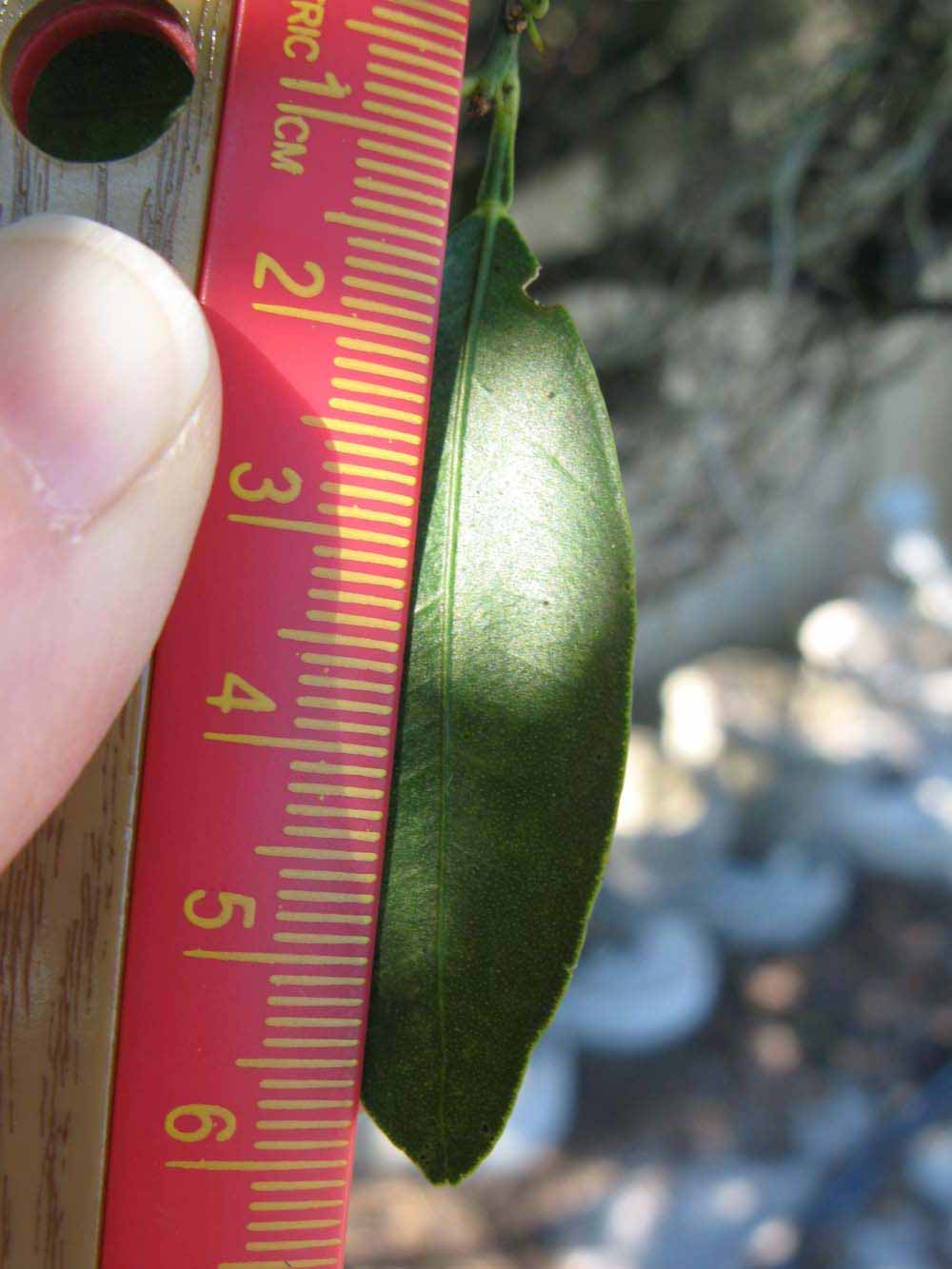              Unifoliolate leaf (Winter Haven, FL)       